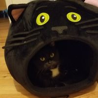 NWR: Adding New Member To Family (Furbaby)!!