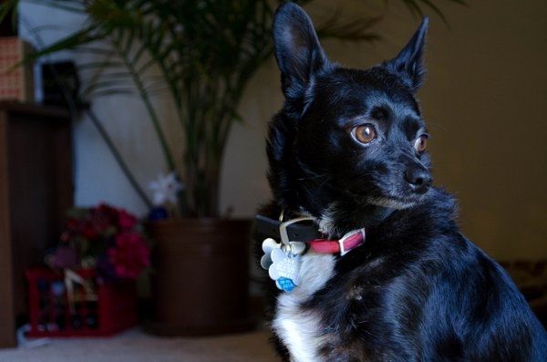 My Fur baby is freaking out! (Also let me see your fur babies!)