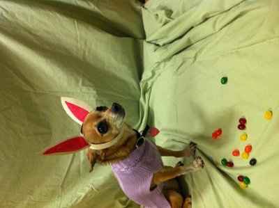 Happy Easter (easter pic)