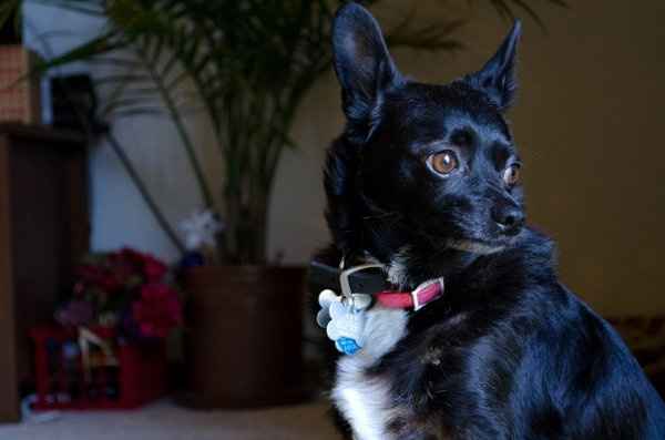 My Fur baby is freaking out! (Also let me see your fur babies!)