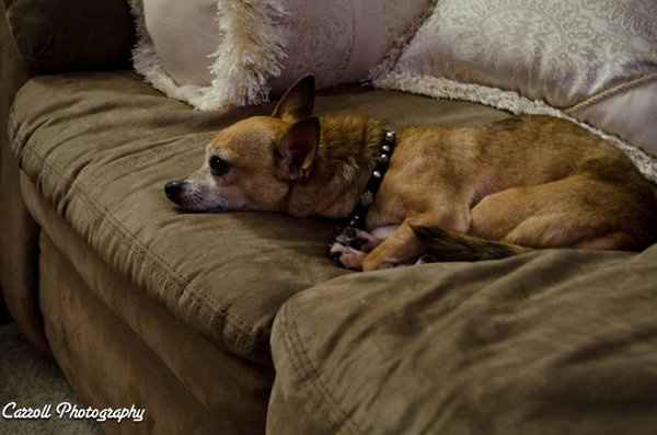 My Fur baby is freaking out! (Also let me see your fur babies!)