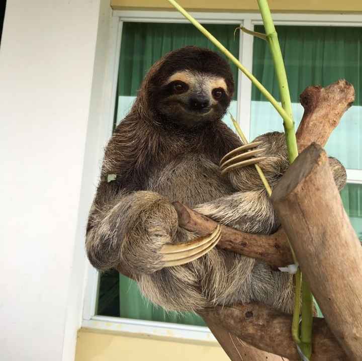 BAH (for the animal lovers)