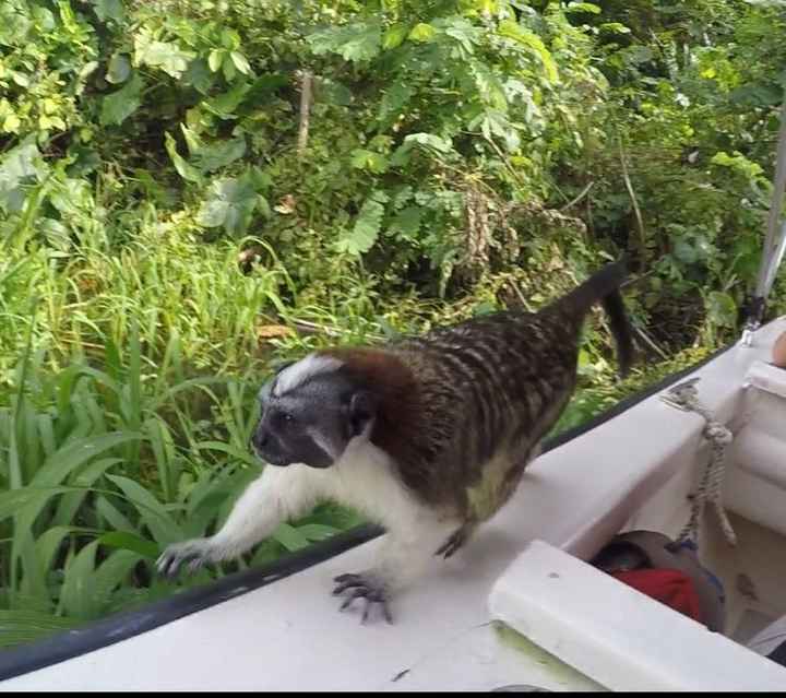BAH (for the animal lovers)