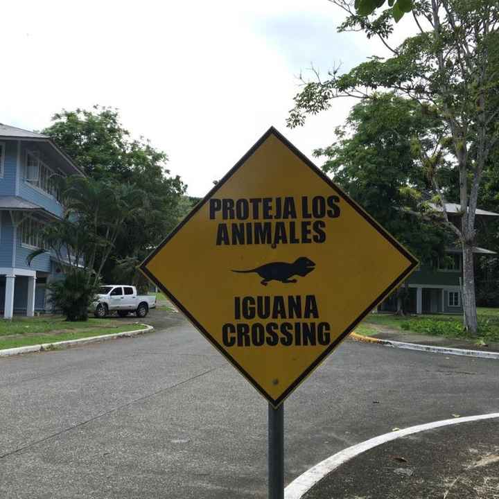 BAH (for the animal lovers)