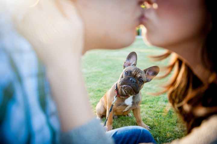 Pets in the STDs