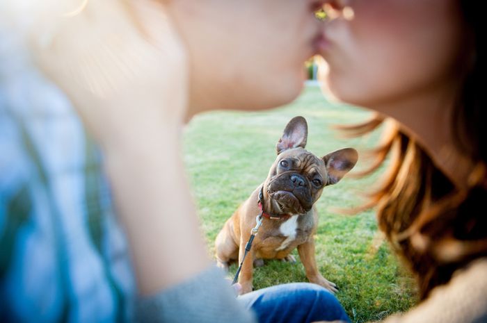 Pets in the STDs