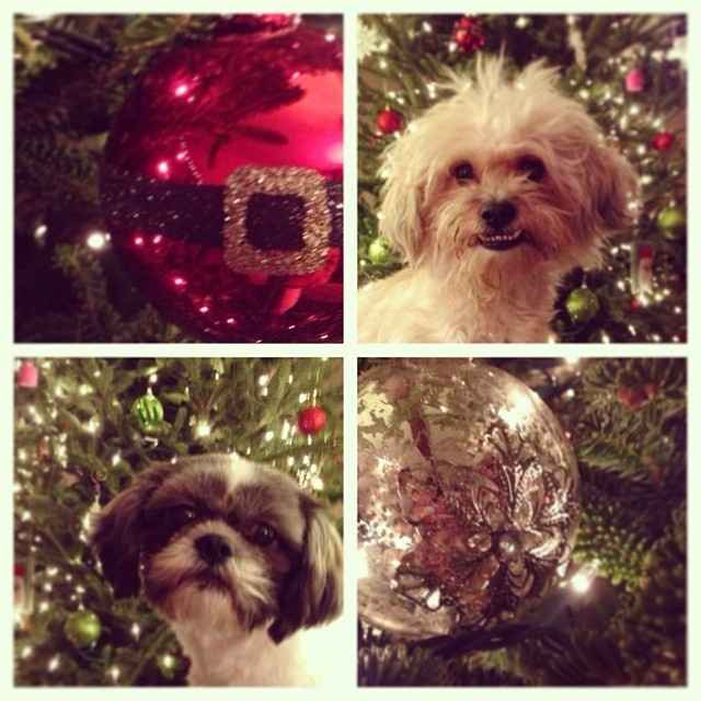 Newbie- Introduction-As I learned from the newbie thread (yes I am one) I was supposed to introduce 