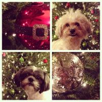 Newbie- Introduction-As I learned from the newbie thread (yes I am one) I was supposed to introduce 