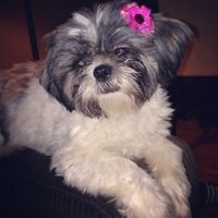 Newbie- Introduction-As I learned from the newbie thread (yes I am one) I was supposed to introduce 