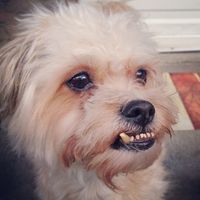 Newbie- Introduction-As I learned from the newbie thread (yes I am one) I was supposed to introduce 