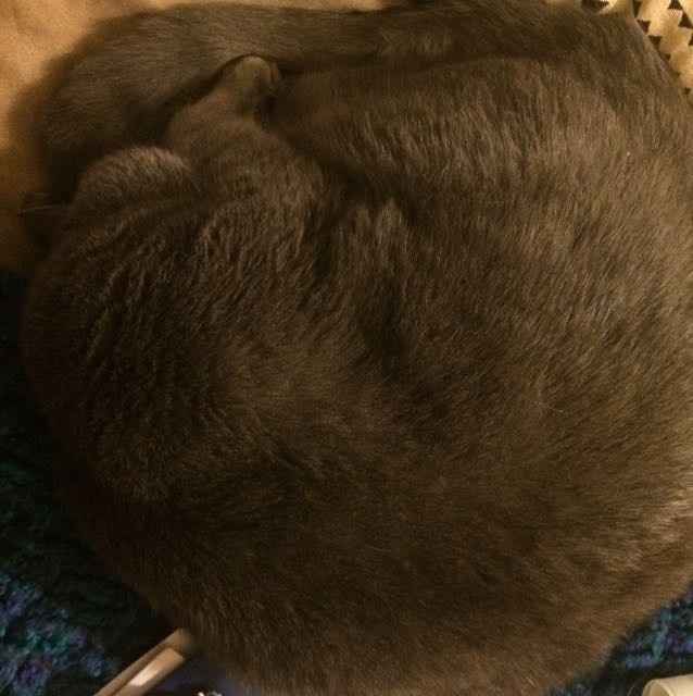 Positive thoughts and pictures of fluffy pets please