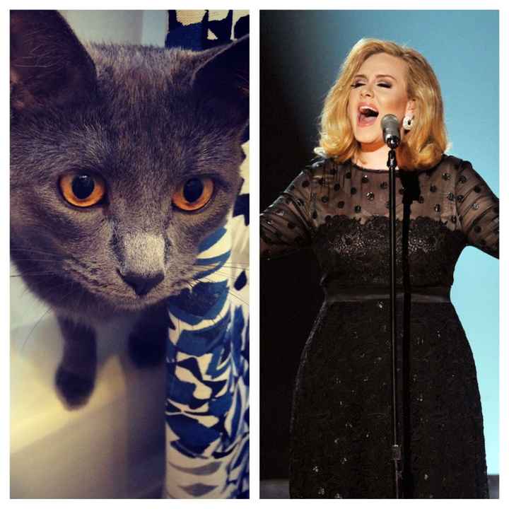 NWR: Pet Owners...Can we play a fun game? :D