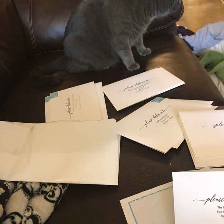 Pets "helping" you make things