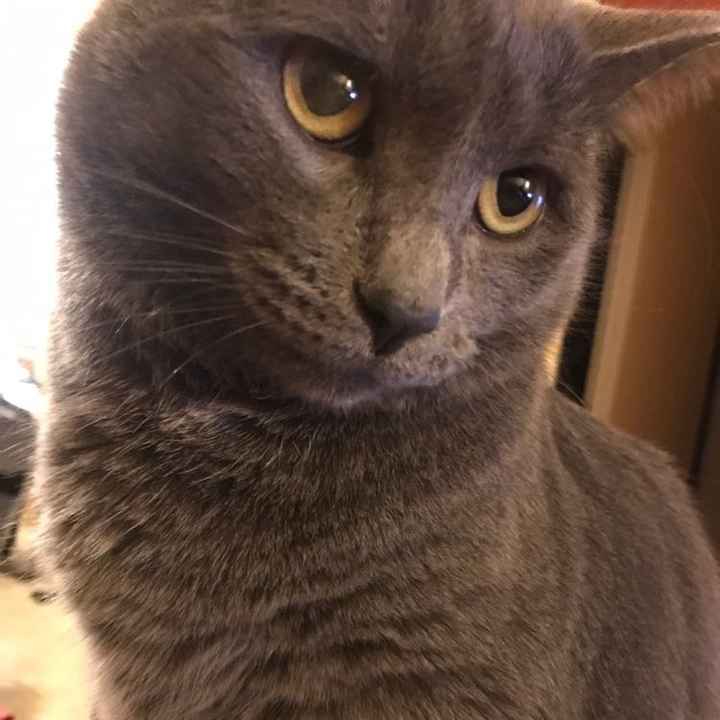 NWR: Silly pictures of your pets