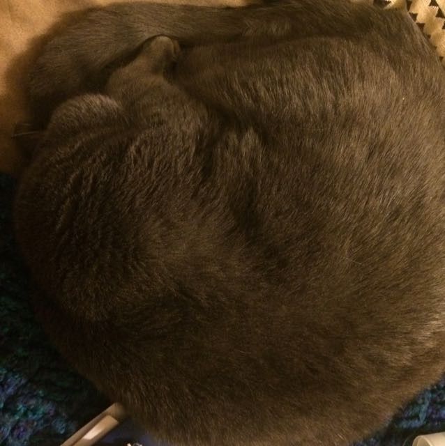 Positive thoughts and pictures of fluffy pets please