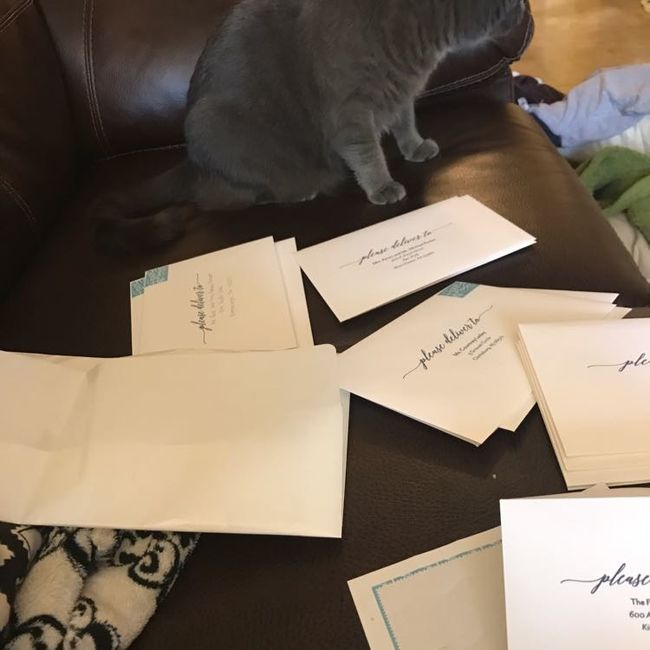 Pets "helping" you make things