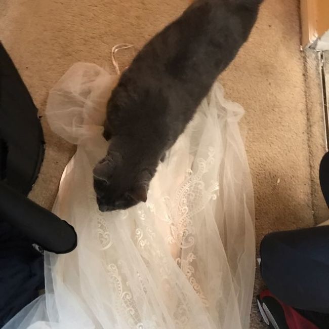 Pets "helping" you make things