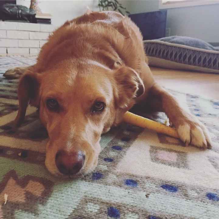 NWR: Dogs are weird and eat weird stuff