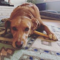 NWR: Dogs are weird and eat weird stuff