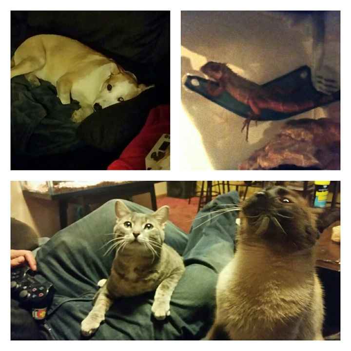 NWR: post pics of your pets!!