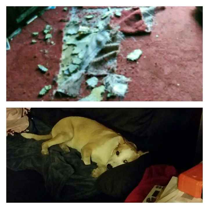 NWR- Does anybody want a dog?