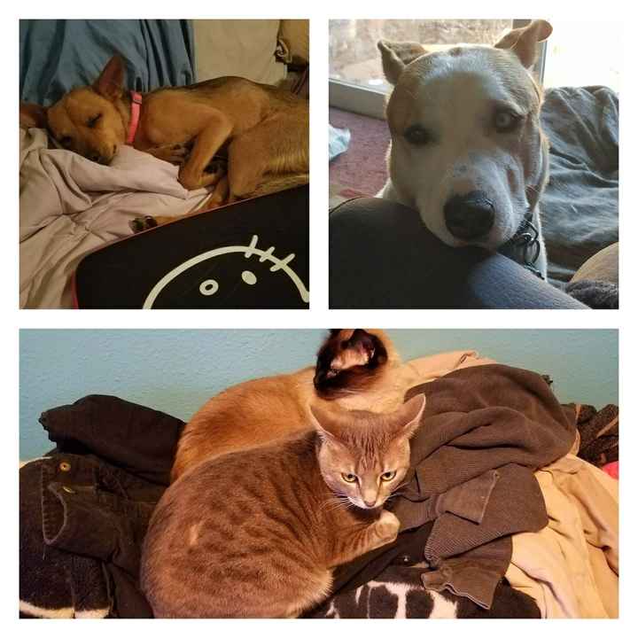 Today is National Pet Day! Let's see those fur babies :)