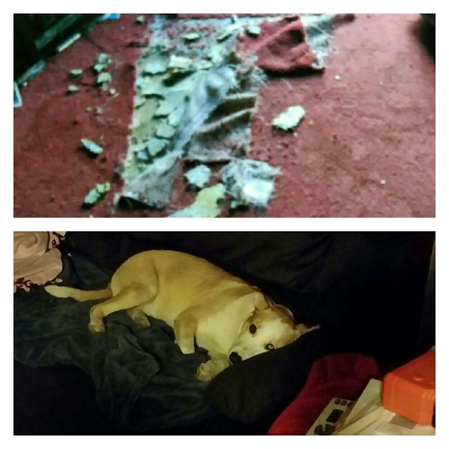 NWR- Does anybody want a dog?