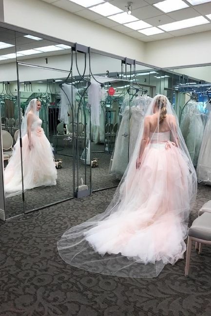 Veils - 1