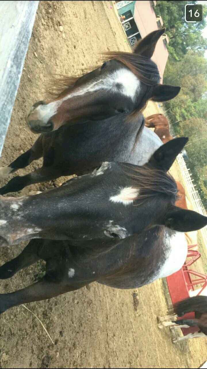 NWR: Equestrians of WW