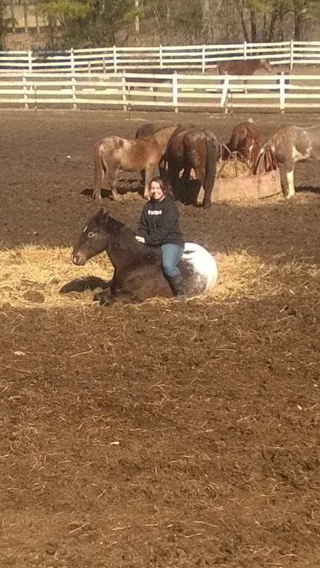 NWR: Equestrians of WW