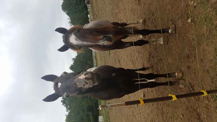 NWR: Equestrians of WW