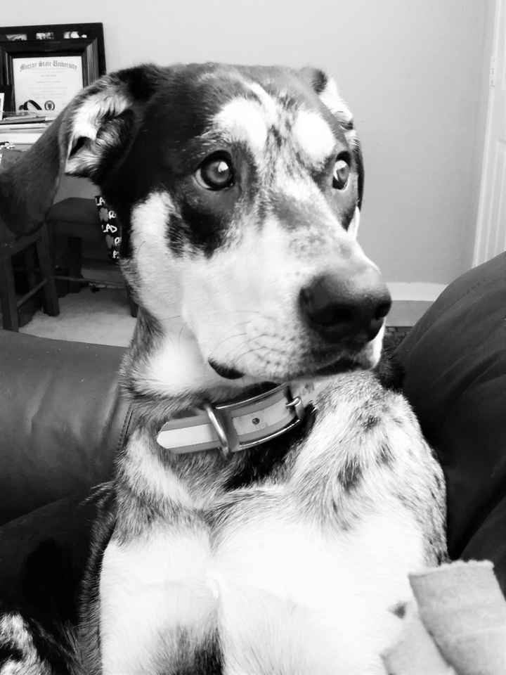 NWR: National Dog Day!