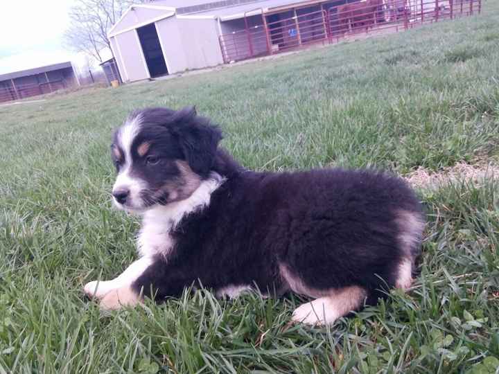 NWR: National Dog Day!