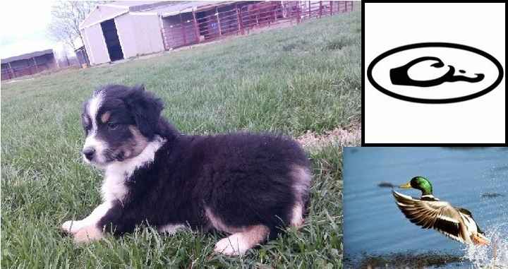 NWR: Pet Owners...Can we play a fun game? :D