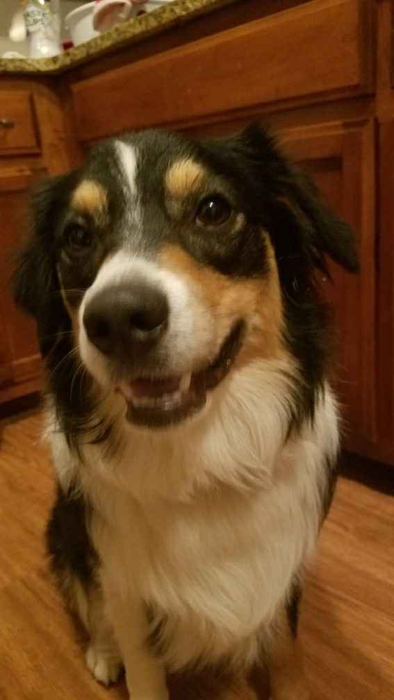 NWR - Send me pictures of your pets/memes