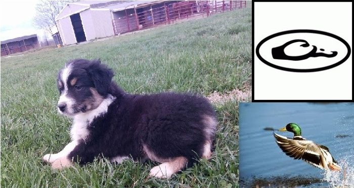NWR: Pet Owners...Can we play a fun game? :D