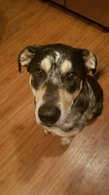 NWR - Send me pictures of your pets/memes
