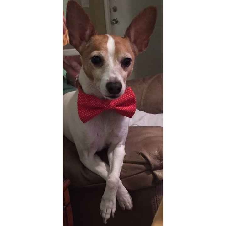 NWR: Bored? Show off your pets!