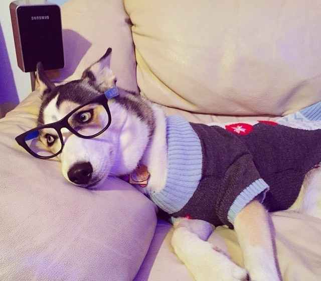 NWR: Puppy Friday!!