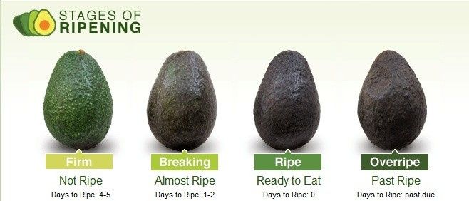 NWR : Avocados