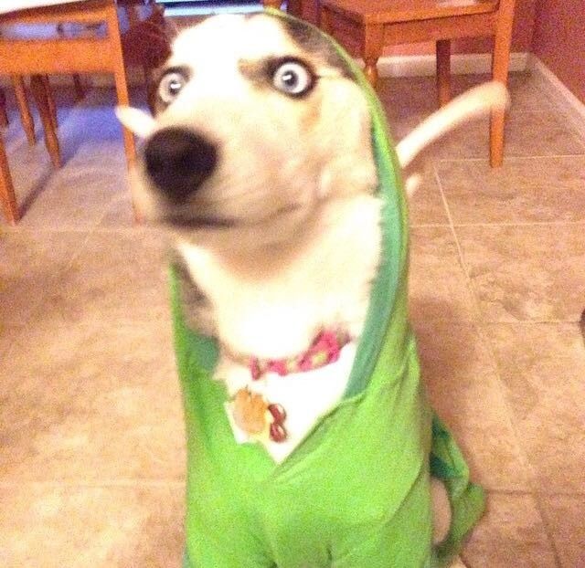 NWR: Do your pets celebrate Halloween?