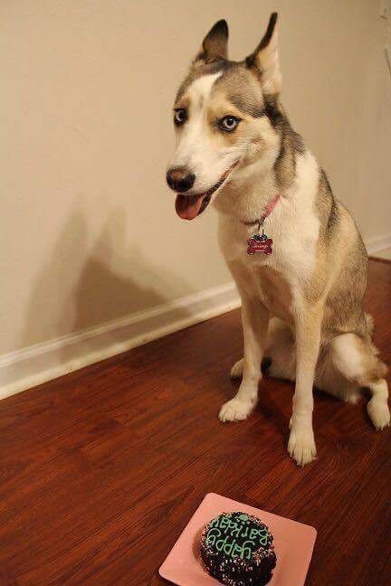 Just ordered my dogs first birthday cake! NWR