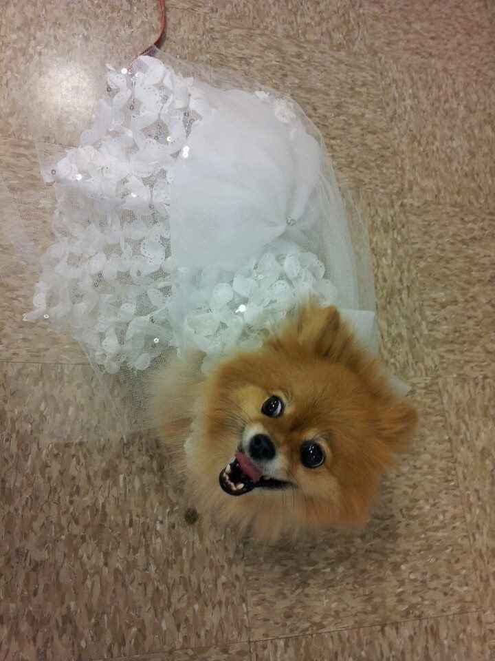 Wedding Dress for my four legged friend!!