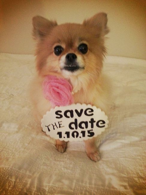 my dog's save the date sign finished!