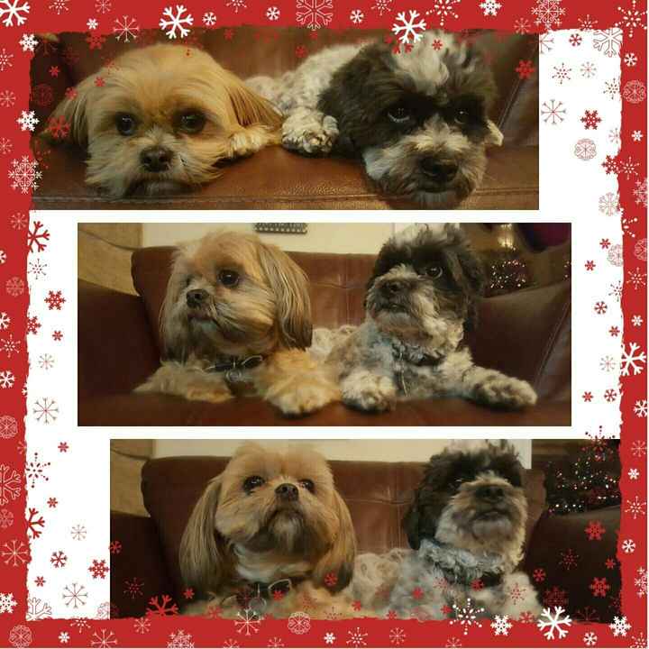 Show off your fur babies!