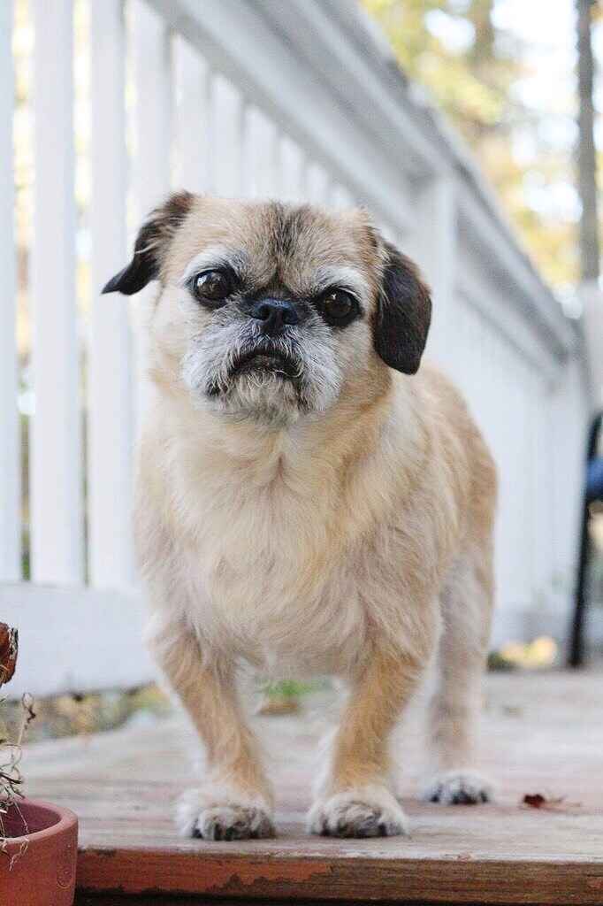 Puppies in my wedding!!