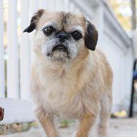 Puppies in my wedding!!