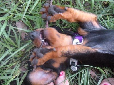 Furbabies!!! Lets show them off!