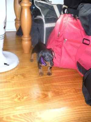 NWR: What kind of dog do you have?