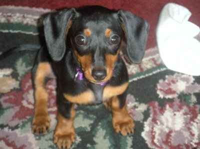 Monday Puppy pics...